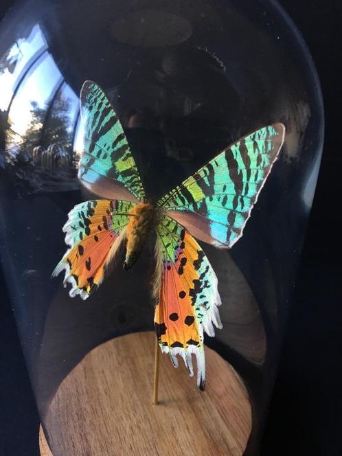 Véritable Papillon Exotique Urania Ripheus sous cloche verre, Collections, Collections Animaux, Neuf, Animal empaillé, Insecte