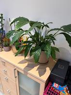 Lepelplant/ Spathiphyllum, Huis en Inrichting, Kamerplanten, Ophalen
