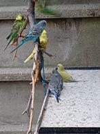 Grasparkieten, Dieren en Toebehoren, Meerdere dieren, Parkiet, Geringd