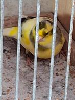 Kanarie man, Dieren en Toebehoren, Vogels | Kanaries, Mannelijk, Zangkanarie