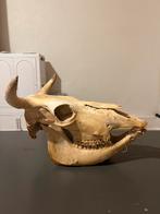 Schedel rund, Ophalen, Gebruikt, Overige typen