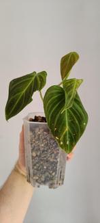 Philodendron Splendid, Maison & Meubles, Plantes d'intérieur, Ombre partielle, Plante verte, Enlèvement ou Envoi, Moins de 100 cm