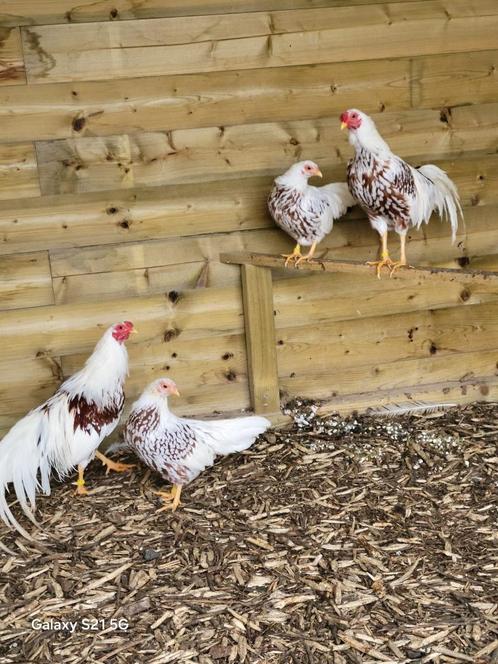 broedeieren yokohama kriel, Dieren en Toebehoren, Pluimvee