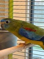 mooi, jong koppel Turquoisine parkieten wildkleur, Animaux & Accessoires