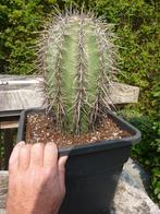 Saguaro (reuzencactus), Ophalen, Vaste plant, Overige soorten, Volle zon