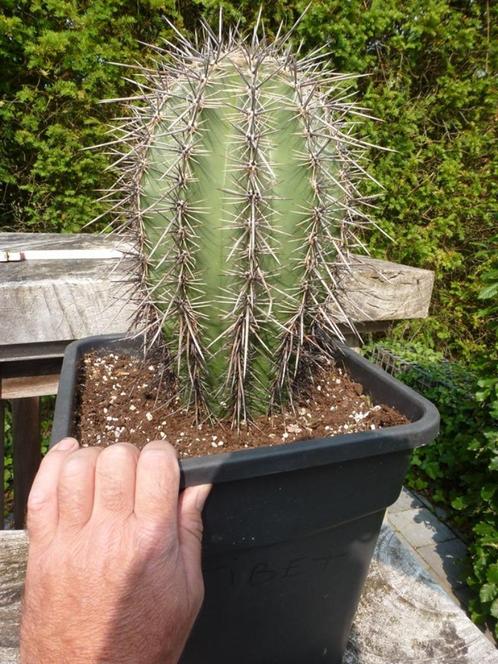 Saguaro (reuzencactus), Tuin en Terras, Planten | Tuinplanten, Vaste plant, Overige soorten, Volle zon, Ophalen
