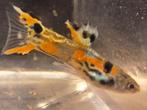 Guppy's te koop, Dieren en Toebehoren, Vissen | Aquariumvissen