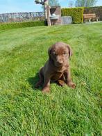 Prachtige chocolade labrador pups geboren op de boerderij, Dieren en Toebehoren, Honden | Retrievers, Spaniëls en Waterhonden