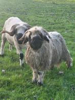 Wallisher schapen bokje, Dieren en Toebehoren, Schapen, Geiten en Varkens, Mannelijk, Schaap, 0 tot 2 jaar