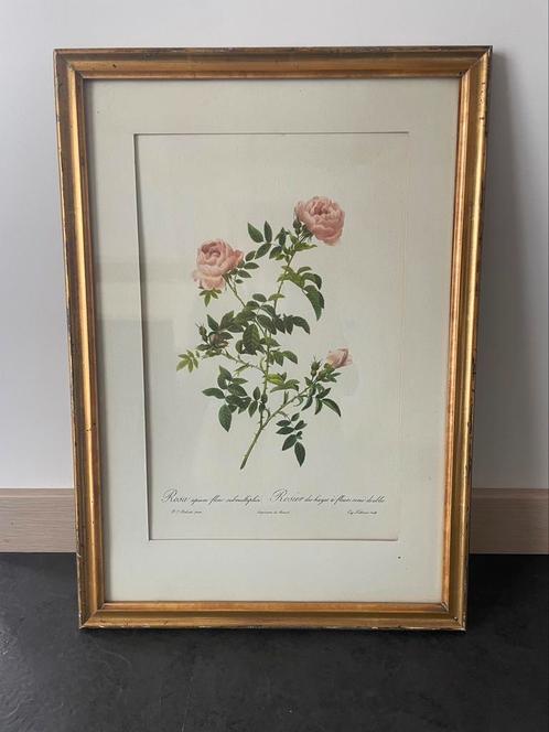 Cadre doré Rosier des Hayes à fleurs semi-doubles, Huis en Inrichting, Woonaccessoires | Lijsten, Zo goed als nieuw, Hout, Ophalen