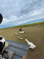 Ganzen te kooo, Dieren en Toebehoren, Pluimvee, Gans of Zwaan