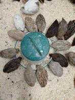 Japanse kwartels, Dieren en Toebehoren, Pluimvee, Meerdere dieren, Overige soorten