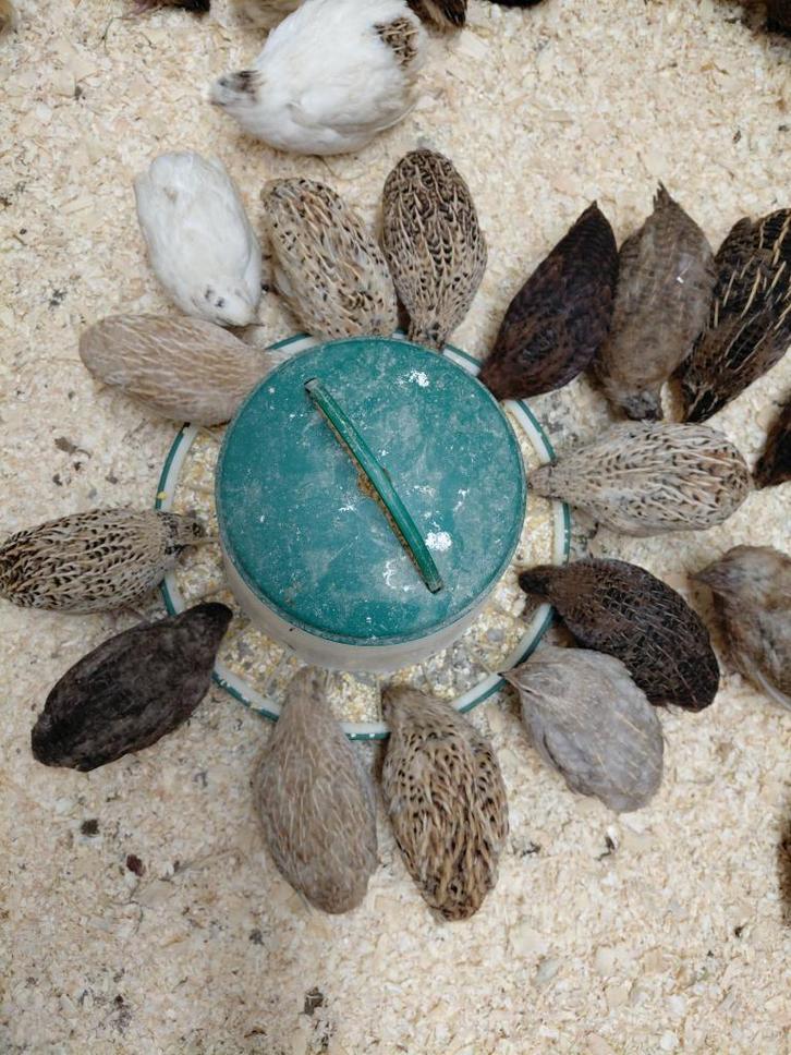 Japanse kwartels, Animaux & Accessoires, Volatiles, Autres espèces, Plusieurs animaux