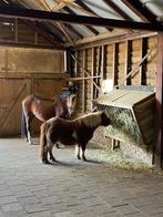 hooiruiven, Weidegang, 4 paarden of pony's of meer