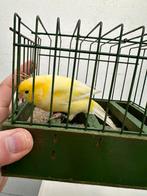 Canaris malinois a vendre, Animaux & Accessoires, Femelle