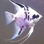 Pterophyllum scalare Dalmatin, Dieren en Toebehoren, Vissen | Aquariumvissen