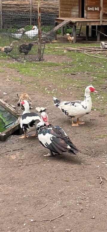 Barberie eenden beschikbaar voor biedingen