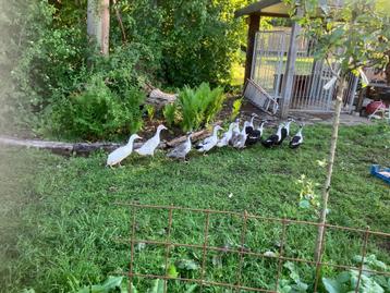 Canards qui courent, Huttegemse, Plusieurs animaux, Canard
