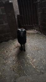 Bok te koop, Dieren en Toebehoren, Schapen, Geiten en Varkens, Mannelijk, Schaap, 0 tot 2 jaar