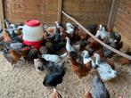 Legkippen, Dieren en Toebehoren, Pluimvee