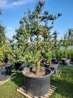 perenboom, Tuin en Terras, Ophalen of Verzenden, Perenboom