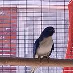 Ik zoek splendid pop!!!!, Dieren en Toebehoren, Vogels | Parkieten en Papegaaien, Geringd