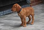 Vizsla, Dieren en Toebehoren, België, CDV (hondenziekte), 8 tot 15 weken, Meerdere
