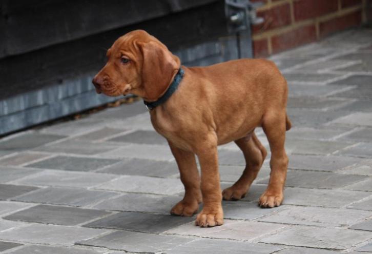 Vizsla, Dieren en Toebehoren, Honden | Retrievers, Spaniëls en Waterhonden, Reu, Overige rassen, Fokker | Professioneel, Meerdere