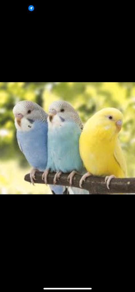 İk zoek Vogels alles gratis aub, Dieren en Toebehoren, Vogels | Parkieten en Papegaaien