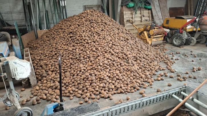 Aardapelen eetaardappelen frietaardappelen voederaardappelen, Dieren en Toebehoren, Runderen