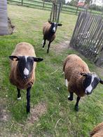 Schapen, Dieren en Toebehoren, Schapen, Geiten en Varkens, Meerdere dieren, Schaap, 0 tot 2 jaar