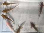 Axolotls, Dieren en Toebehoren, Ophalen, Nieuw