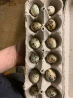 Jumbo japanse kwartel eieren, Dieren en Toebehoren, Pluimvee, Geslacht onbekend, Overige soorten