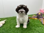 Havanezer pups, Dieren en Toebehoren, België, Overige rassen, 8 tot 15 weken, CDV (hondenziekte)