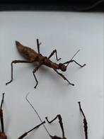 Gratis Sungaya aeta, Dieren en Toebehoren, Insecten en Spinnen