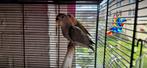 Agapornis man 3-2-25, Dieren en Toebehoren