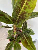 Banana plante, Ophalen, 100 tot 150 cm, Palm, In pot