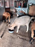 toggenburger geiten, Dieren en Toebehoren, Februari, Mannelijk