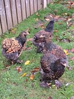 3 jonge hennen brahma goud zwart, Femelle, Poule ou poulet