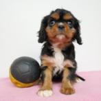 Cavalier King Charles - Belgisch pups te koop, CDV (hondenziekte), Meerdere, Teef, 8 tot 15 weken