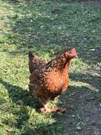 Wyandotte kriel hen, Dieren en Toebehoren, Pluimvee, Vrouwelijk, Kip