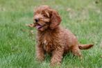 Cockapoo pups te koop, Dieren en Toebehoren, Honden | Chihuahua's en Gezelschapshonden, 15 weken tot 1 jaar, Overige rassen, Buitenland