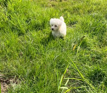 Maltezer pups beschikbaar voor biedingen