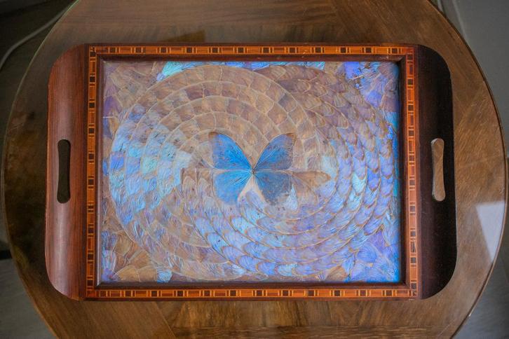 Grand plateau à papillons Morpho brésilien, 20e siècle, Antiquités & Art, Antiquités | Autres Antiquités, Enlèvement ou Envoi