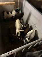 Boergeit dwergeiten en schapen ooien en rammen, Dieren en Toebehoren, Schapen, Geiten en Varkens