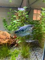 Gratis Marble Gourami & 2 vrouwelijke betta’s, Dieren en Toebehoren, Vissen | Aquariumvissen, Vis, Zoetwatervis