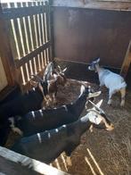 geiten, Dieren en Toebehoren, Schapen, Geiten en Varkens, Meerdere dieren, Geit, 0 tot 2 jaar