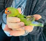 Couple d inséparable, Dieren en Toebehoren, Vogels | Parkieten en Papegaaien, Parkiet