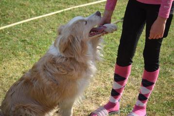 Border collie teef, australisch-rood, 7 jaar beschikbaar voor biedingen