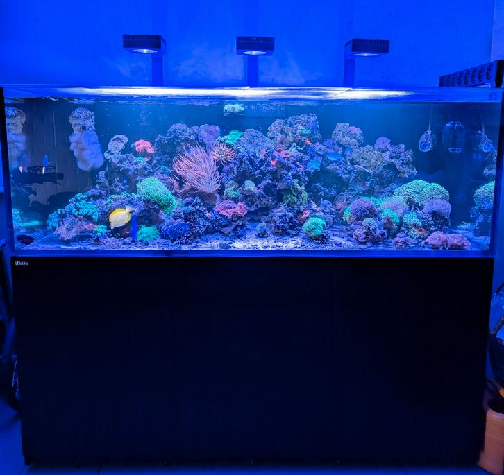 Mer rouge XXL 750 remplie., Animaux & Accessoires, Poissons | Aquariums & Accessoires, Enlèvement